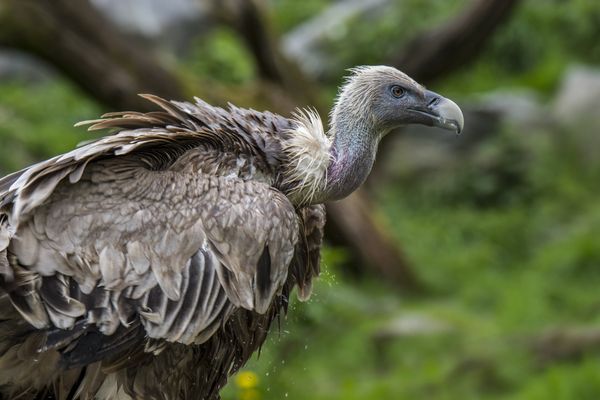 Les vautours sont de plus en plus nombreux à rôder autour des troupeaux en Aveyron. Le 22 septembre dernier pour la première fois, l'un d'entre eux a attqué une vieille dame dans son jardin à Verrières (12).