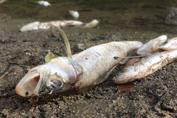 Des gardons, des sandres victimes du trop bas niveau des rivières