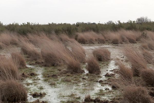 Dans de nombreuses mares, il manque 20 à 40 centimètres d'eau.