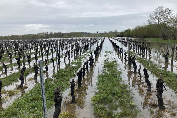 Dans le vignoble chinonais, l'eau est déjà redescendue d'un mètre en 24 heures