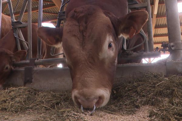 Riesling le taureau candidat au titre du concours national de la race bovine limousine de la Souterraine (Creuse).