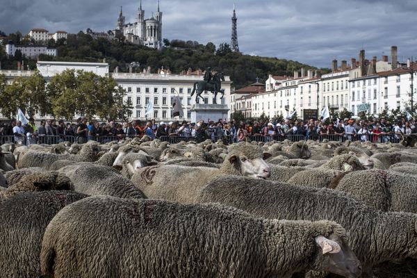 Les éleveurs ont lâché leurs brebis place Bellecour à Lyon.