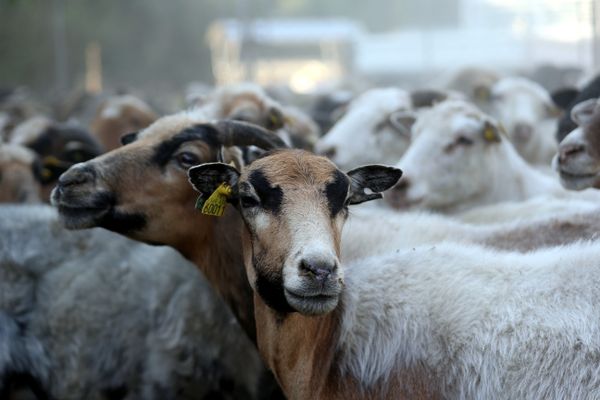 La Franche-Comté représente 4 % des éleveurs ovins français.