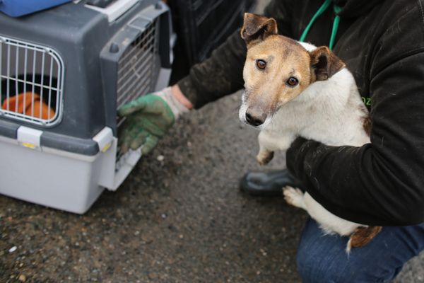 L'objectif des délégués-enquêteurs n'est pas de retirer les animaux de leur famille mais d'améliorer leurs conditions de vie.