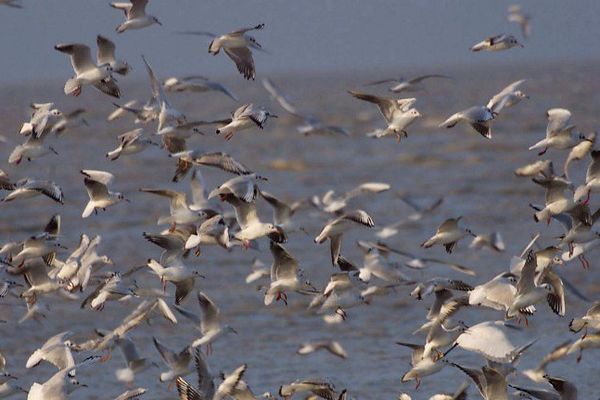 Vous pourrez observer des oiseaux migrateurs sur le lac de Serre-Ponçon le 10 mai.