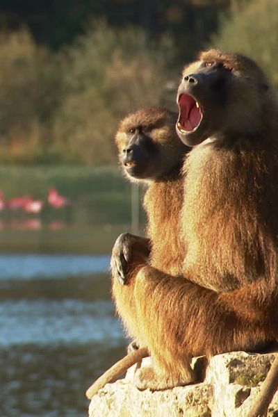 1.500 animaux vivent dans les 436 hectares de la plus vaste réserve animalière de France, au cœur de la Brenne.