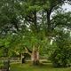 Ce frêne implantée sur la commune de Gouffern-en-Auge (Orne) représente la Normandie au concours national de l'arbre de l'année 2024, organisé par le magazine Terre Sauvage et l'Office national des forêts.