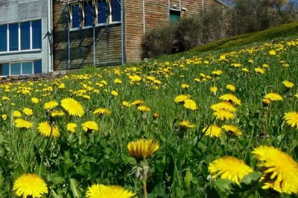 Le Conservatoire botanique du Massif Central vous aide à combattre les idées reçues sur les plantes dites "indésirables"