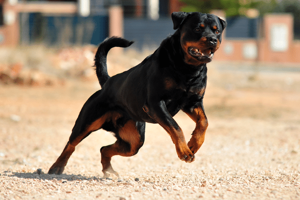 Un homme est mort après voir été attaqué par son rottweiler