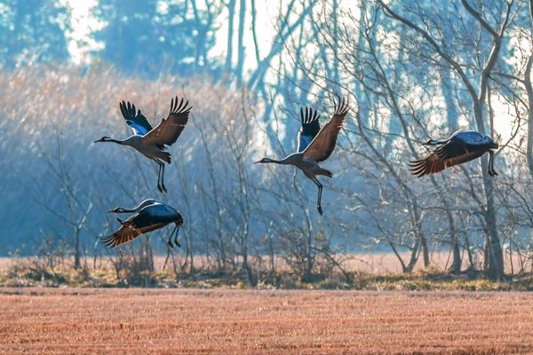 Un cadavre de grue centrée infectée par la grippe aviaire a été retrouvé près d'un lac dans les Hautes-Pyrénées.