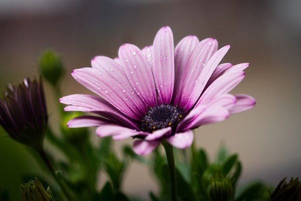 Fleur de printemps