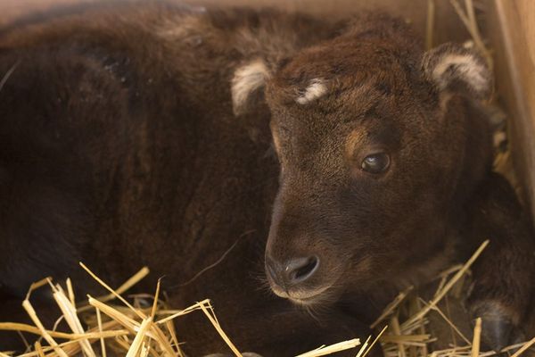 Timphou est née le 24 mars au Parc animalier d'Auvergne. Ce bébé aux faux airs de vache ou de chèvre est une femelle takin, une espèce menacée originaire de l'Himalaya