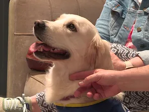 Ticky, une golden retriever de 16 mois, détend les patients d'un établissement médical, dans le Cantal.