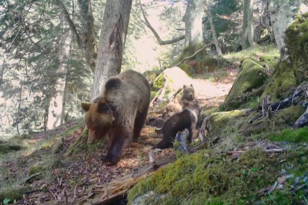 C'est en 1996 qu'a été réintroduit le premier spécimen d'ours dans le massif des Pyrénées. En 2021 (chiffres 2020) la population avoisine les 70 ours sur les 2 versants pyrénéens, principalement dans les Pyrénées centrales