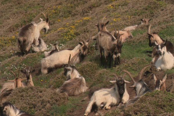 ibérées par un éleveur, les chèvres se sont reproduites à l'état sauvage sur l'ile d'Ouessant