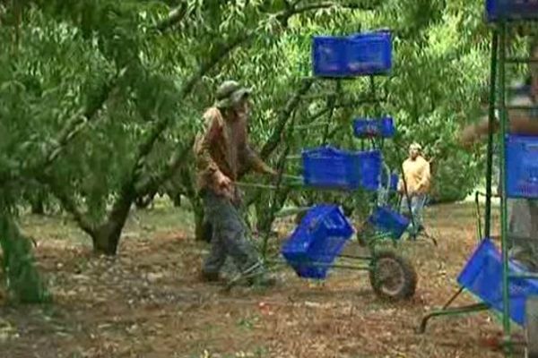 A Jonquières-Saint-Vincent, un producteur de fruits emploie 20% de travailleurs immigrés pour la récolte