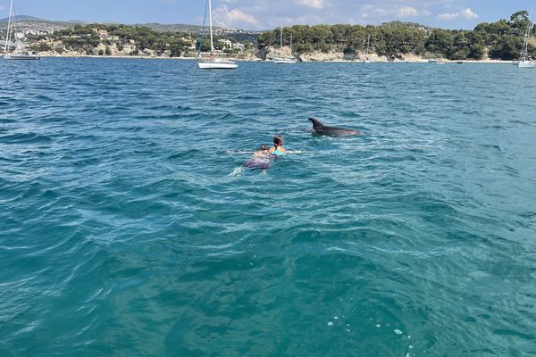 Une famille a nagé avec un dauphin dans l'anse de l'arène, à Cassis.