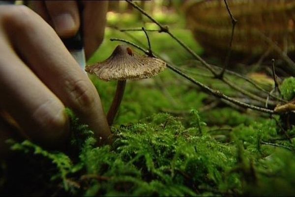 La saison des champignons est de septembre à octobre