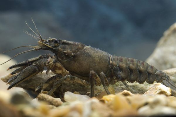 Tarn L Ecrevisse Californienne A La Conquete De Tous Les Cours D Eau