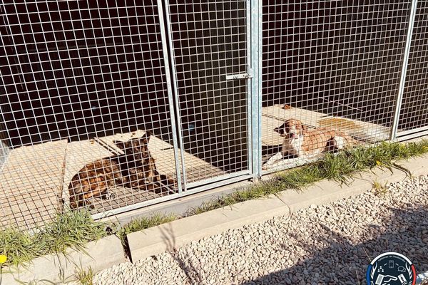 La gendarmerie et les autorités vétérinaires ont été mobilisés pour la mise à l'abri des animaux.