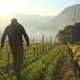 Les vignes sont menacées par l'épisode de gel qui dure depuis plusieurs jours. Certaines parcelles peuvent enregistrer de lourdes pertes avec l'effet "Trou à froid".