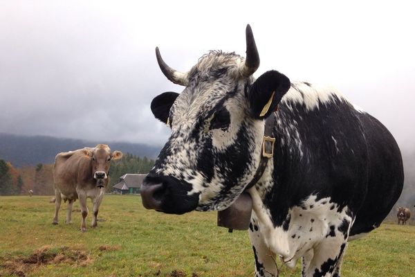 Les vaches ont brouté tout l'été sur les chaumes et redescendront samedi dans la vallée lors de la transhumance où elles passeront l'hiver au chaud.