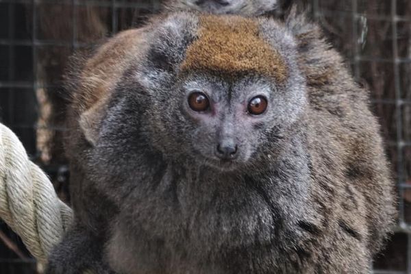 Pres De Rouen Naissance D Un Bebe Lemurien Au Parc De Cleres