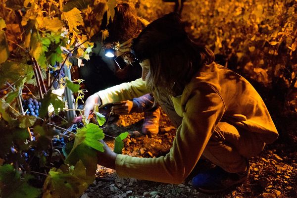 Au plus grand bonheur d'Anaïs, 9 ans, les vendanges de nuit lui ont permis de veiller plus tard que d'habitude / Balnot-sur-Laignes, 14 septembre 2019