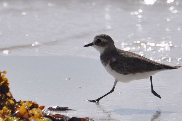 Le minuscule gravelot à collier interrompu fait son nid en haut de plage et est donc vulnérable