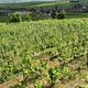 Un tiers des vignes d'Alsace sont aujourd'hui cultivées en bio: un record français.