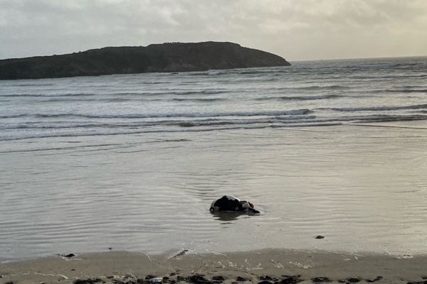 "C’est la pratique habituelle dans le transport maritime, quel que soit le type d'animal. Les animaux morts sont balancés à la mer. " 
Paul Tourret, directeur de l'Institut Supérieur d'Économie Maritime (ISEMAR)