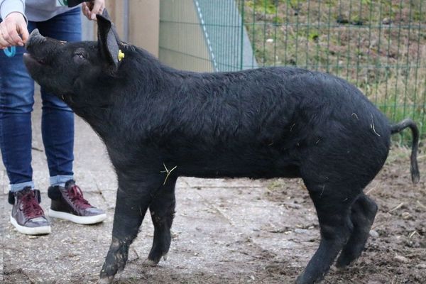 La SPA de Colmar cherche une famille d'accueil pour Bertha, une femelle cochon noir du Périgord