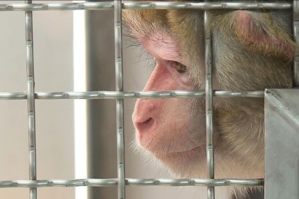 Une dizaine de singes issus de laboratoires ont été accueillis dans un refuge près de Chartres.