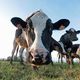 Vaches dans un champ en Bretagne (photo d'illustration)