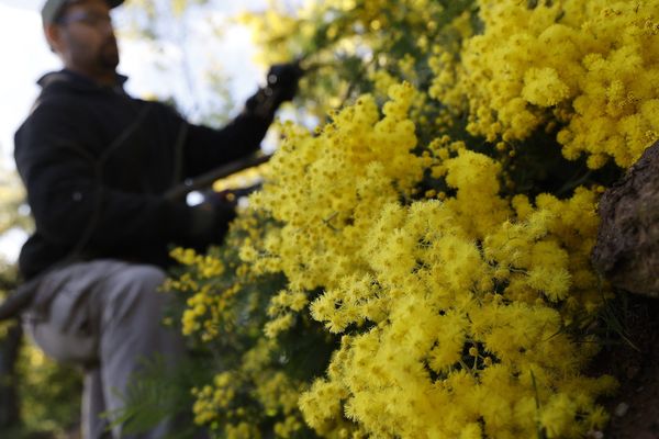 Cette année, la récolte du mimosa est catastrophique dans les Alpes-Maritimes. (Photo d'illustration)