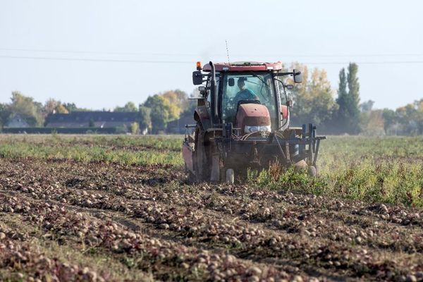 La campagne des betteraves se termine en ce moment en Normandie