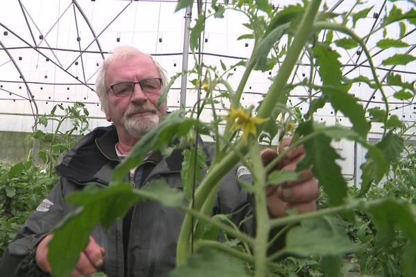 « La saison tomate commence avec beaucoup de retard au vu de la température et de l’humidité. Donc on aère au maximum, on fait ce qu’on peut. » Jean-Paul Dossi gère la récolte de ses plantes, mises à l'abri.