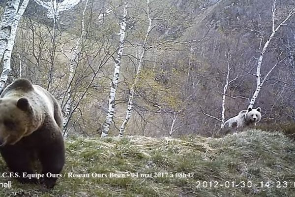 Ours des Pyrénées mâle et femelle adultes