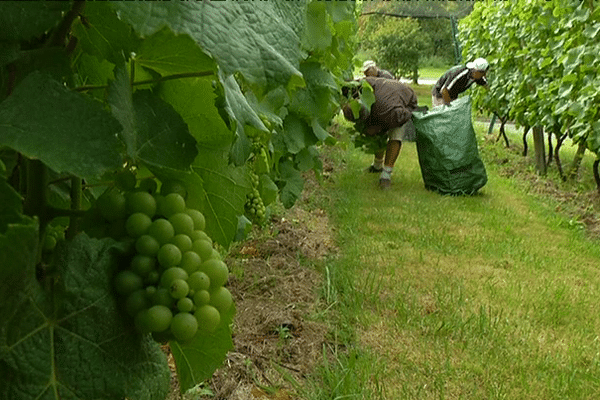 Les vendanges démarrent dans le vignoble de Braden