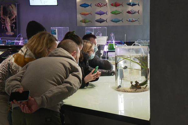 L'océarium du Croisic, un lieu de découverte et de connaissances du milieu marin