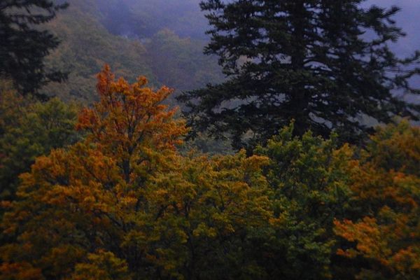 forêt d'automne