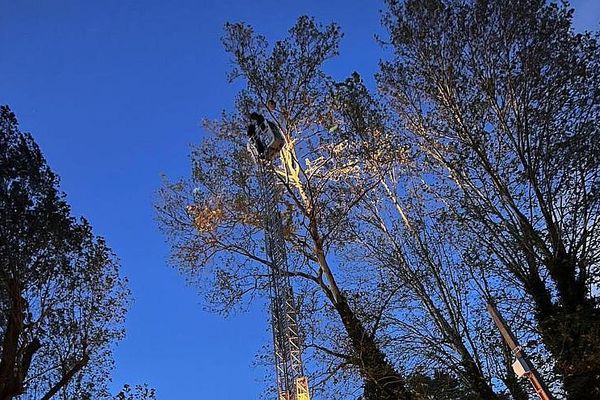 Saint-Mathieu-de-Tréviers (Hérault) - les pompiers à plus de 20 mètres de haut pour détruire un nid de frelons - octobre 2022.