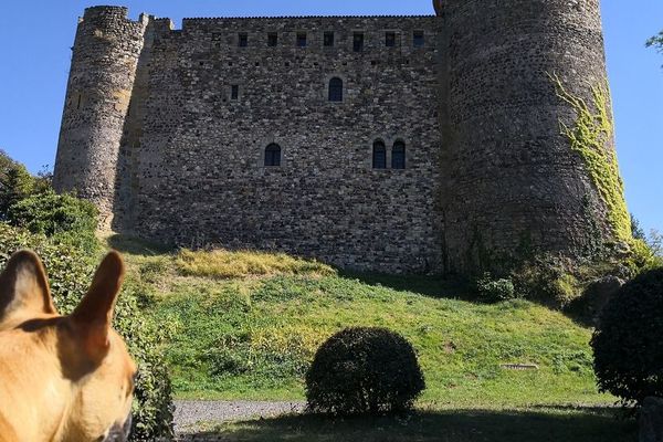 La chienne Mira fait du tourisme devant le château de Busséol (Puy-de-Dôme)