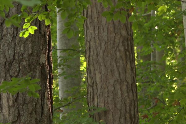 La forêt couvre plus de 66% de la superficie du territoire insulaire