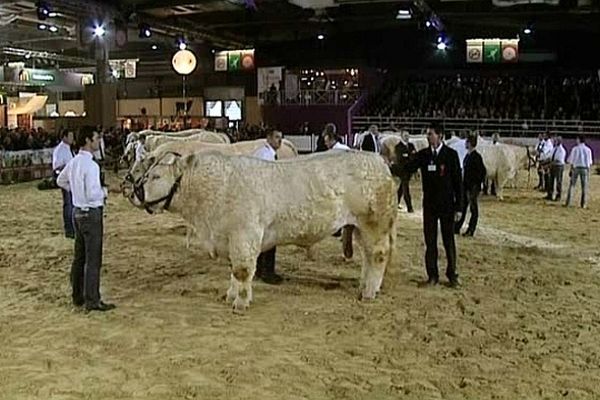 La Bourgogne s'est distinguée au concours général de la race charolaise dus Salon de l'agriculture 2013 à Paris