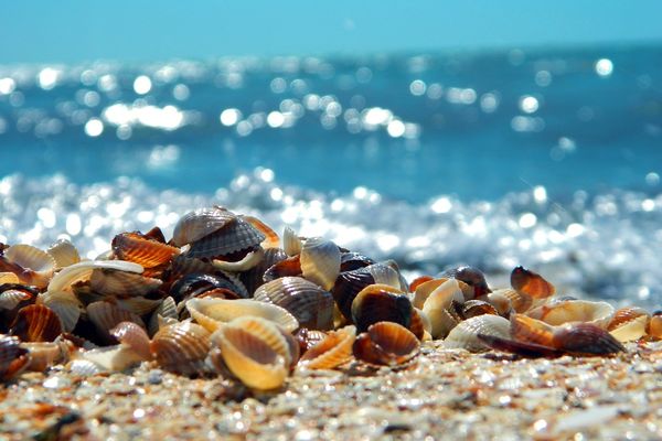 La mer, l'été, le surf