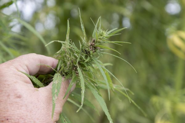 "Beaucoup de jeunes agriculteurs ont envie de se lancer sur des exploitations" de culture de cannabis, assure la députée de l'Ardèche, régulièrement sollicitée sur ce sujet dans sa circonscription.