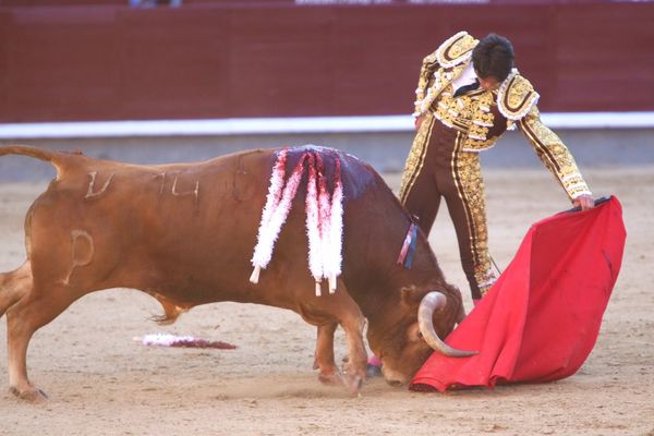 Une naturelle parfaite de Sébastien Castella à Madrid au toro Jabatillo. Le corps du torero est relâché, le mufle du toro est au ras du sable.