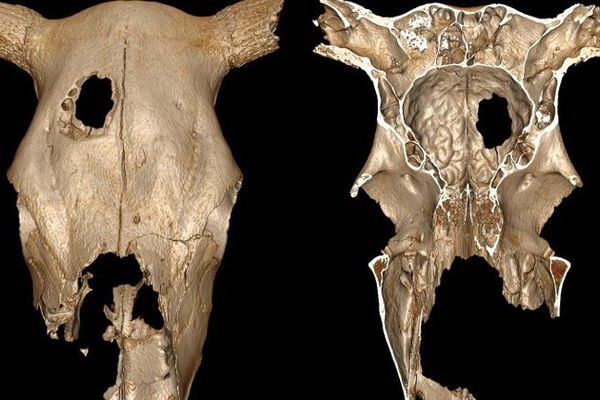 Reconstruction en 3D du crâne de vache montrant le trou provoqué par la trépanation