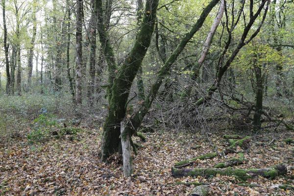 La forêt de Velet-Esmoulins où le corps d'Alexia Daval a été retrouvé partiellement carbonisé le 30 octobre 2017.